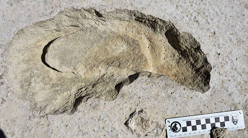 fossilfootprints_lead.jpg