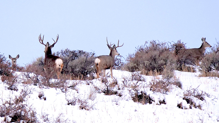 mule deer bucks and does in Idaho snow