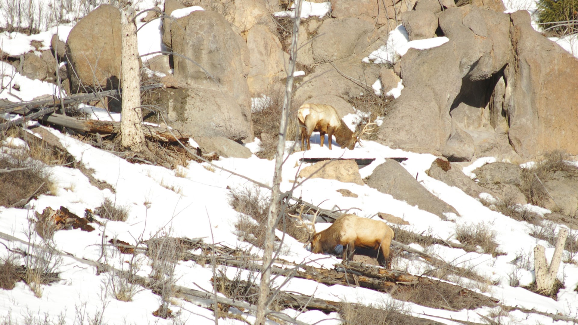 Elk grazing around rocks