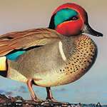 Mainfirst Place Madison Grimm Acrylic Painting Of A Green Wi Nged Teal C Usfws
