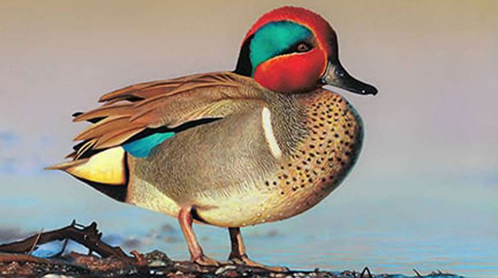 Mainfirst Place Madison Grimm Acrylic Painting Of A Green Wi Nged Teal C Usfws