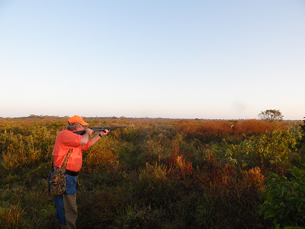 Shooting Mexican Bobwhites