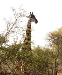 Giraffe 