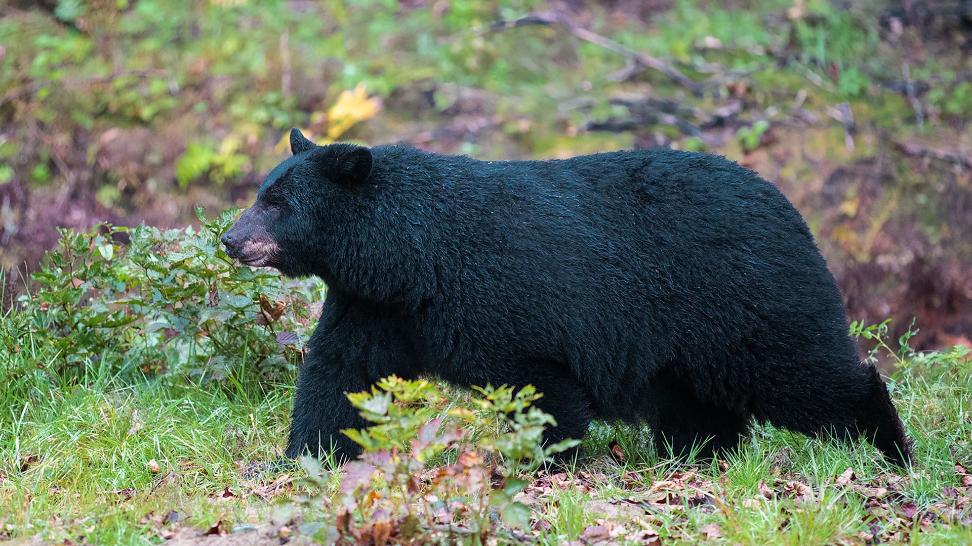 Black bear walking