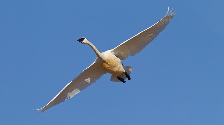 Swan With a Dash of Salt | An Official Journal Of The NRA