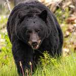 Large Black Bear
