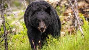 Large Black Bear