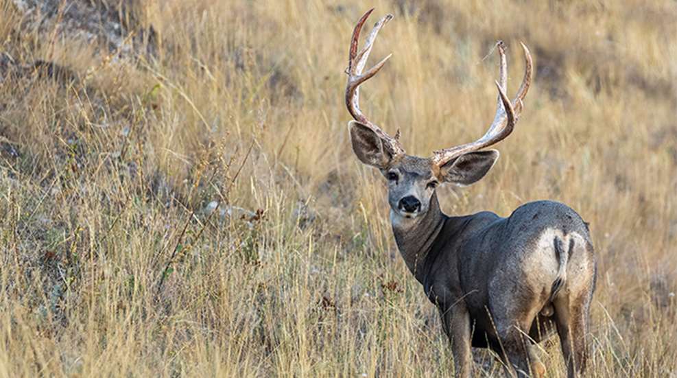 Mule Deer on the Eastern Edge | An Official Journal Of The NRA