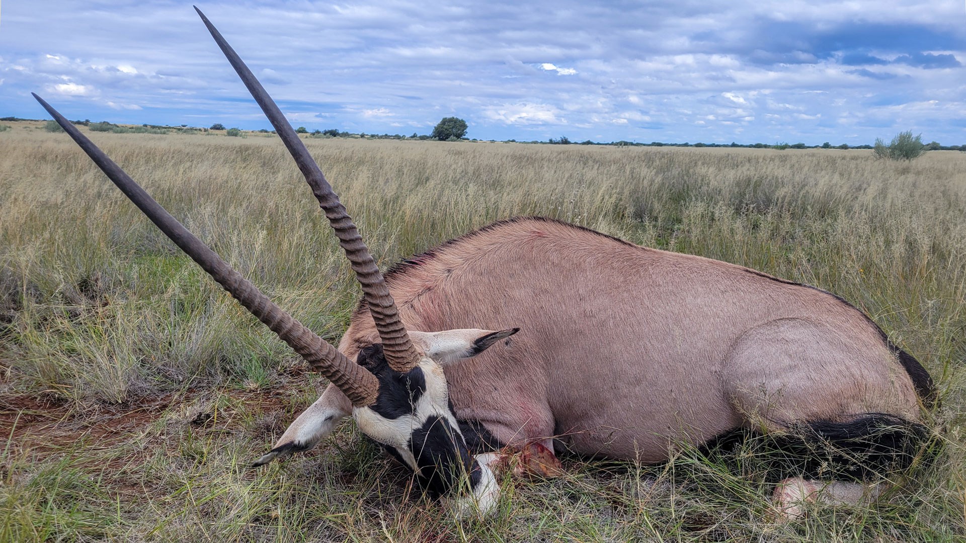 Gemsbok