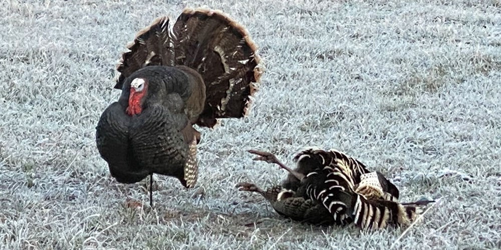 Male Turkey Decoy