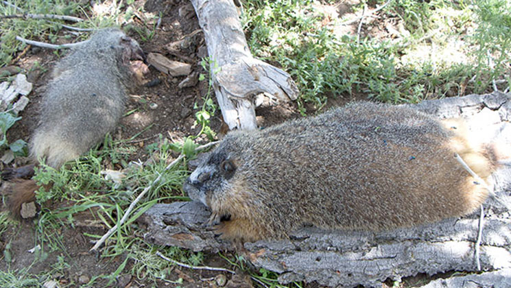 Yellow-Bellied Marmots