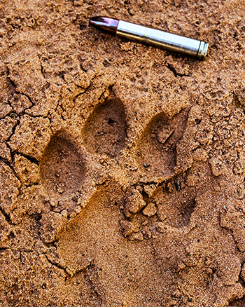 .458 Winchester Magnum Next to Lion Track