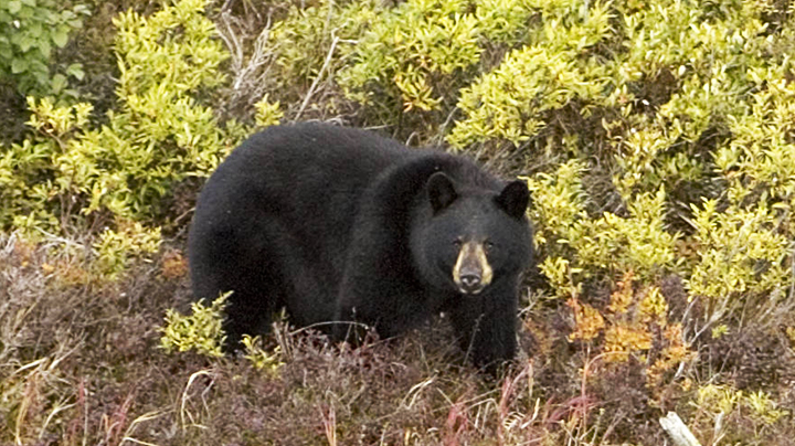 Black Bear at at Selawik National Widlife Refuge