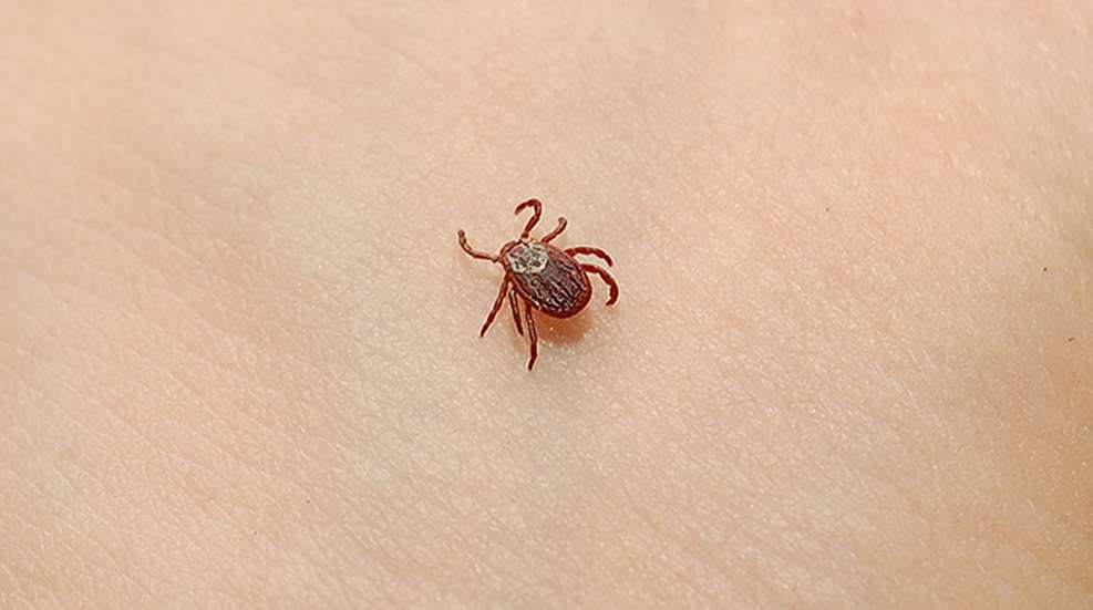 dog_tick_case_f.jpg