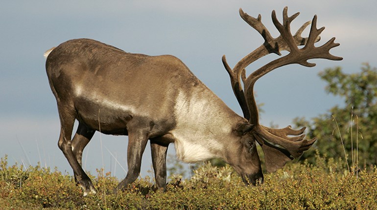 Quebec to Close Last Caribou Hunt for “Undetermined Period” | An Official Journal Of The NRA