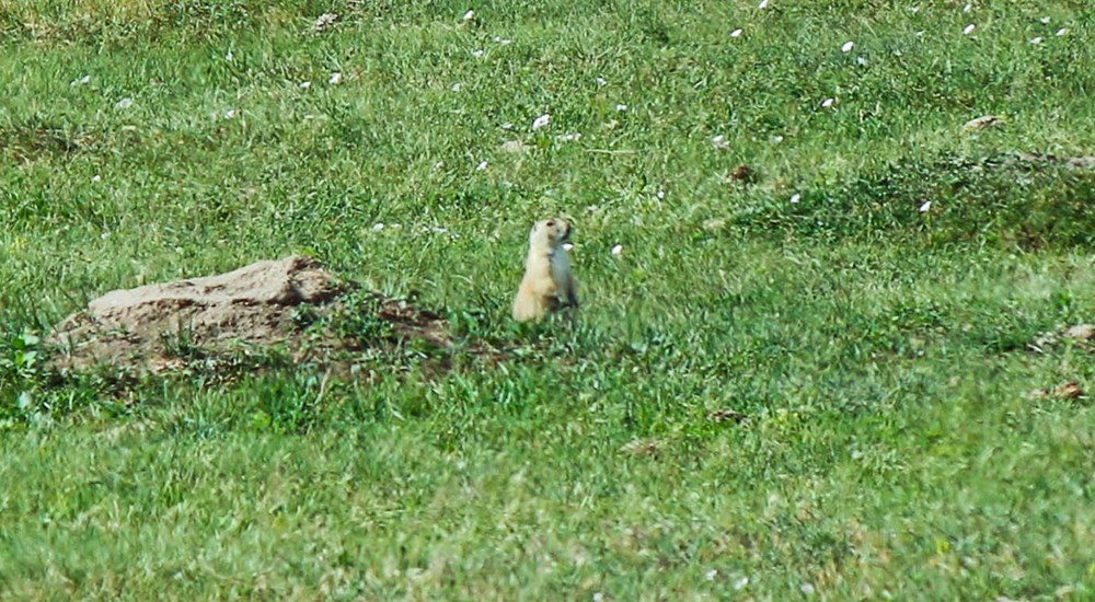 Prairie dog in open grass.