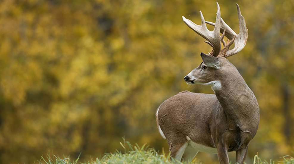 monsterwhitetailstates_lead.jpg