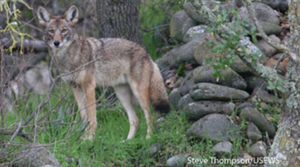 2012581047-coyoteusfws_m.jpg