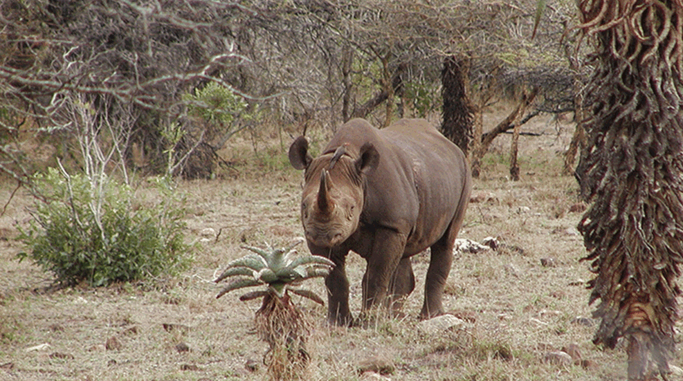 black-rhino-usfws-june-2016.gif