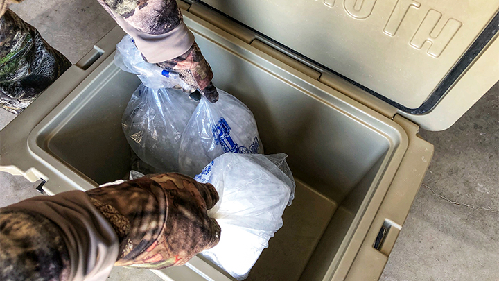 Hunter placing processed game meat in cooler with ice