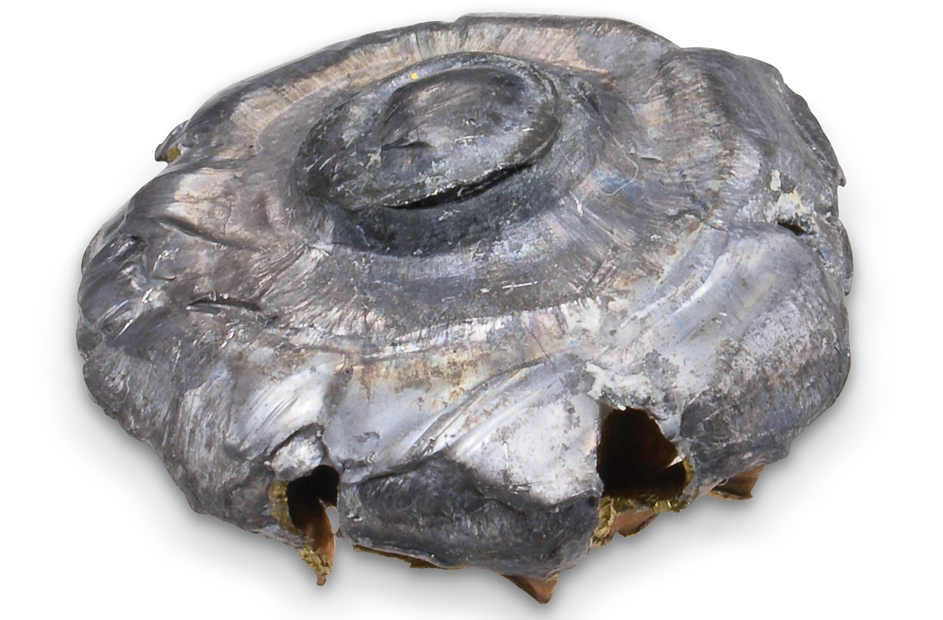Mushroomed Slug