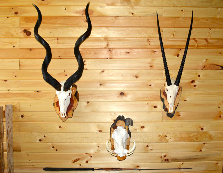 European skull mounts of a kudu and a gemsbok on a woodwen wall