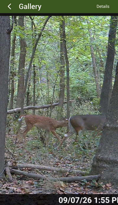 Doe with fawn