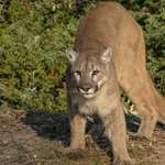 Mountain Lion