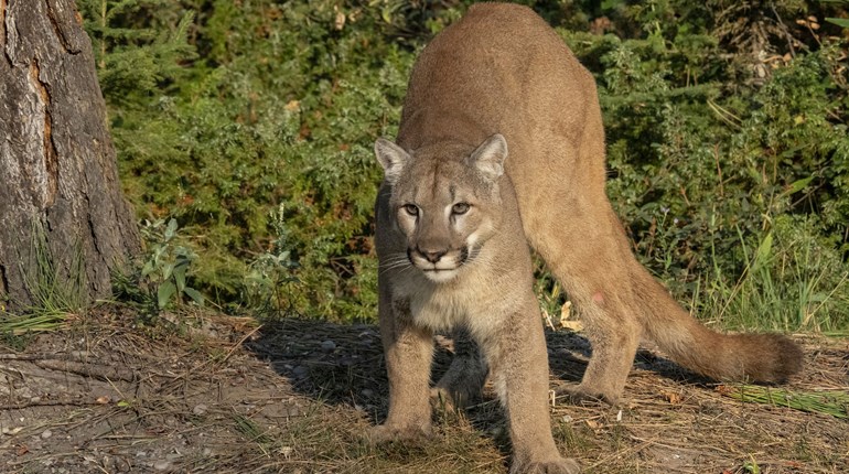 Lawsuit Leveled Against Colorado Wildlife Commissioners | An Official Journal Of The NRA