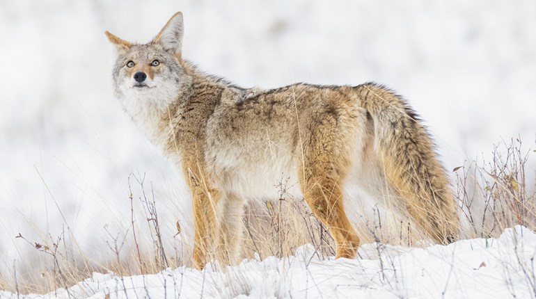 Weather Starts Conversation In Coyote Country Lead