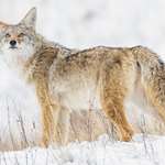 Weather Starts Conversation In Coyote Country Lead