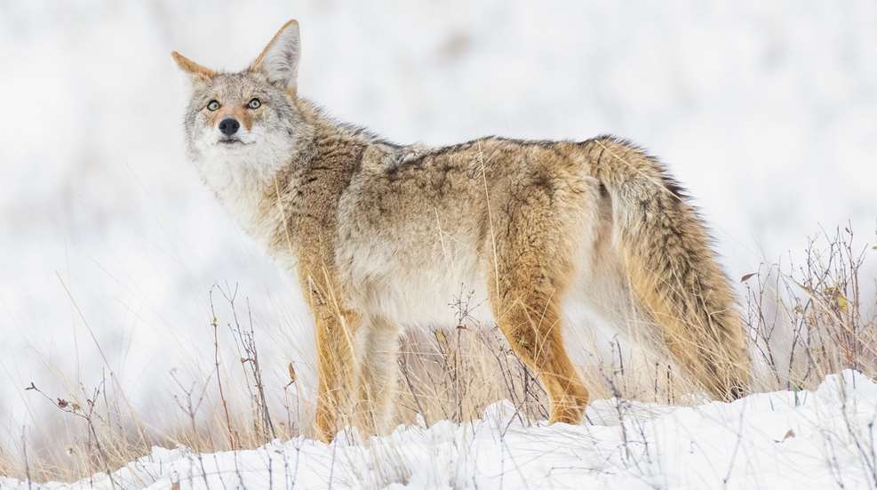 Weather Starts Conversation In Coyote Country Lead