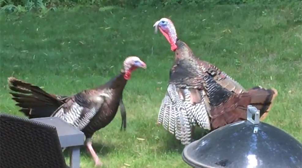 turkey_fight_f.jpg