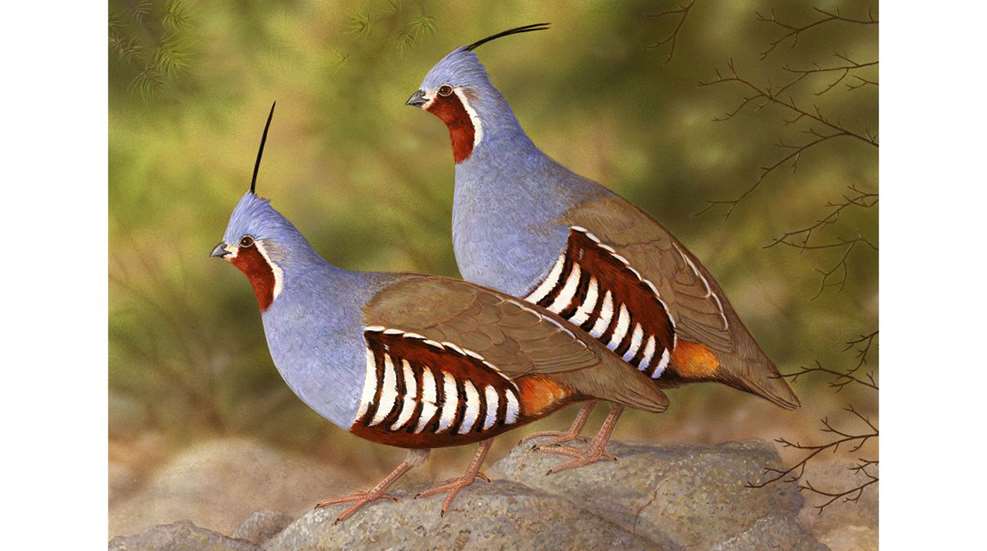 MAIN2021 Mountain Quail Jeffrey Klinefelter