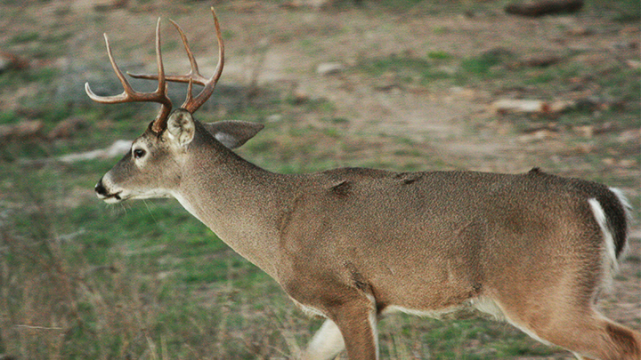 Whitetail Buck Walking in Field