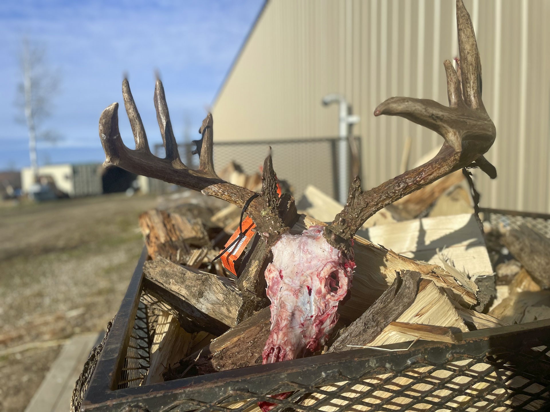 Deer skull on firewood