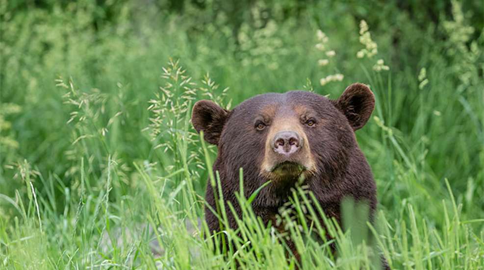 fenson-alberta-black-bear_lead.jpg