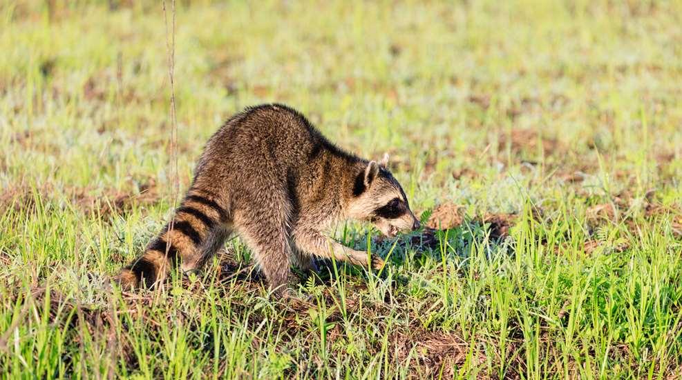 MAIN Raccoon In Field