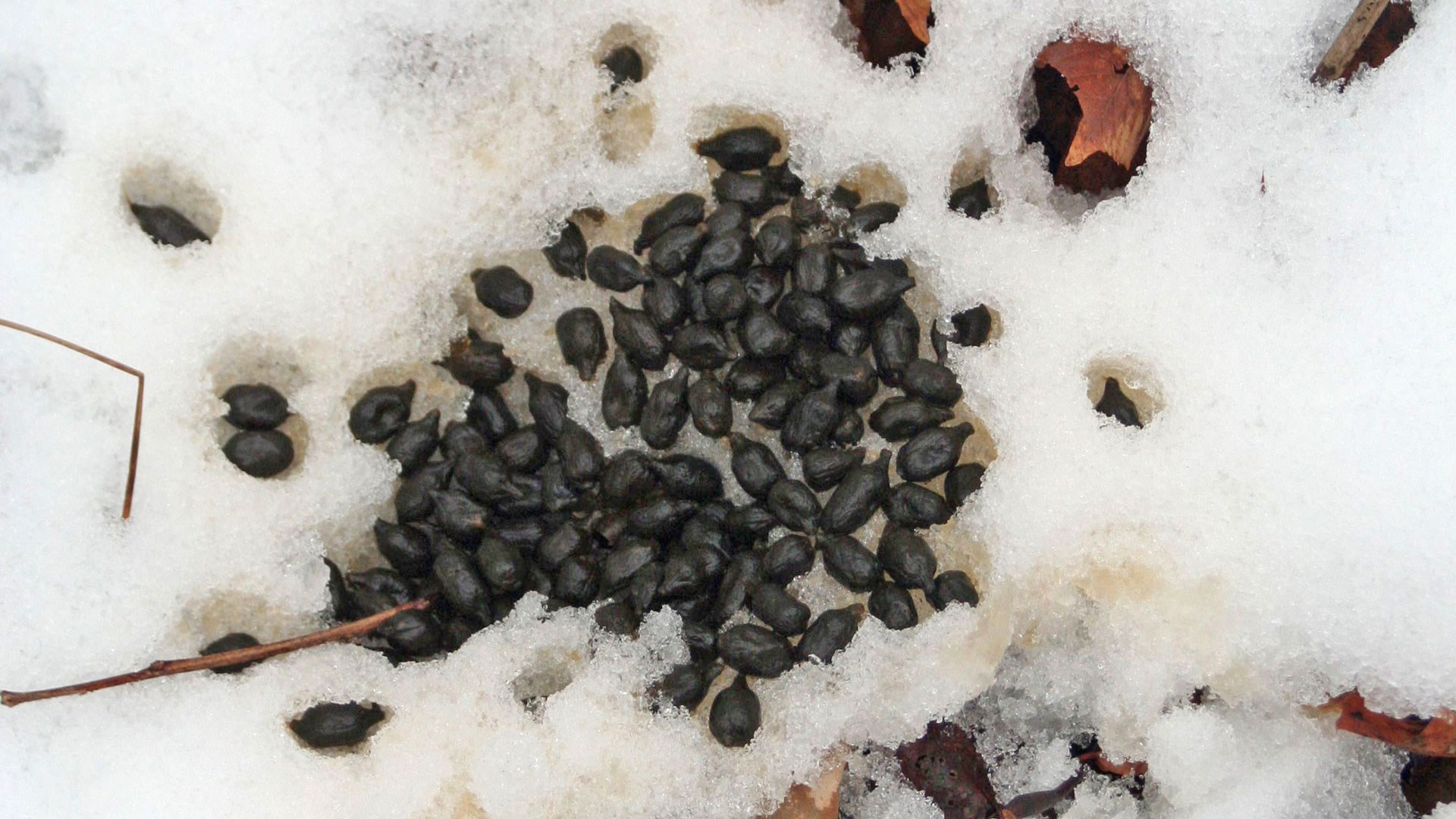 Droppings in the snow