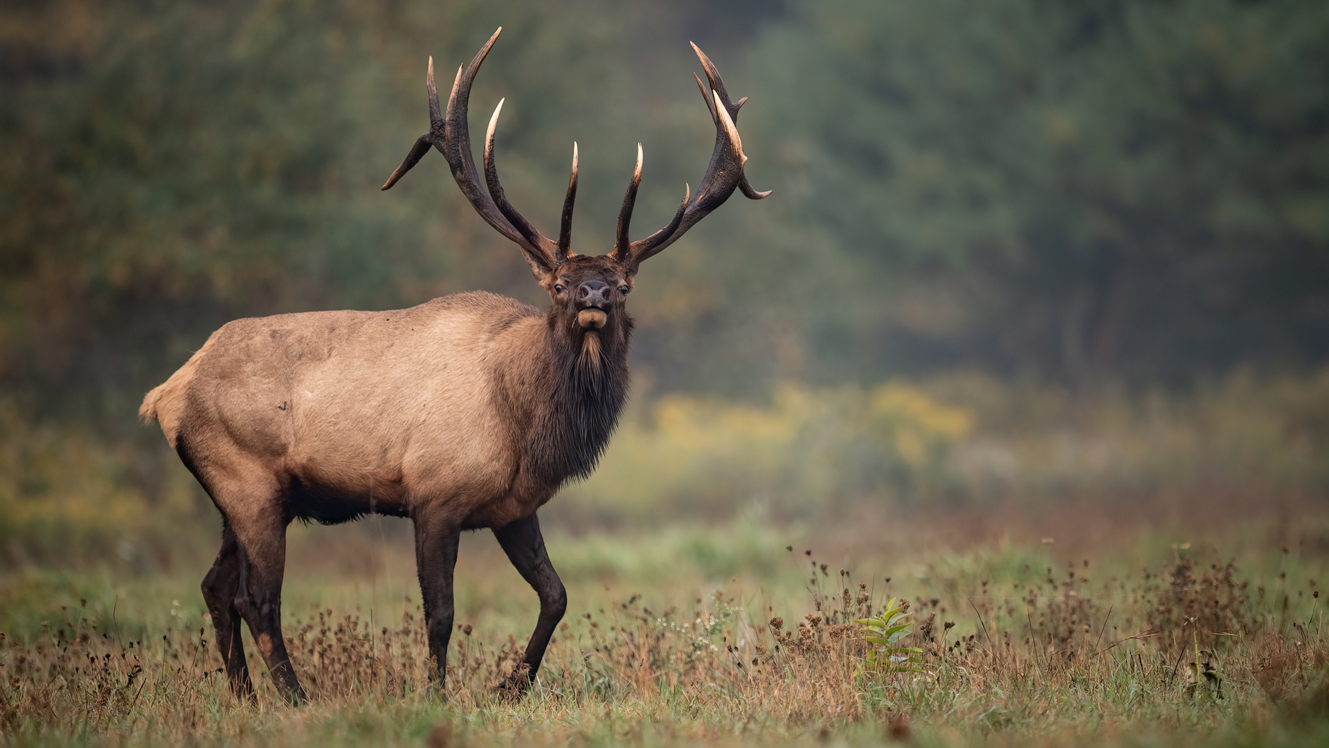 Bull Elk In A Field