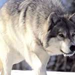 Wolf On The Prowllede
