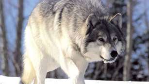 Wolf On The Prowllede