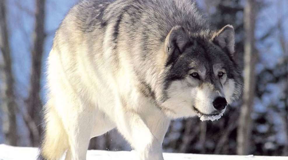 Wolf On The Prowllede