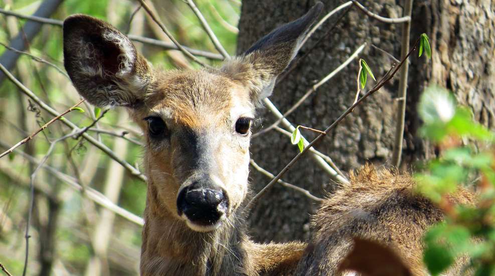 whitetailed_deer.jpg