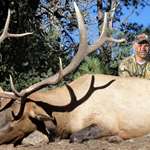Massive Elk