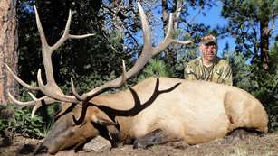 Massive Elk
