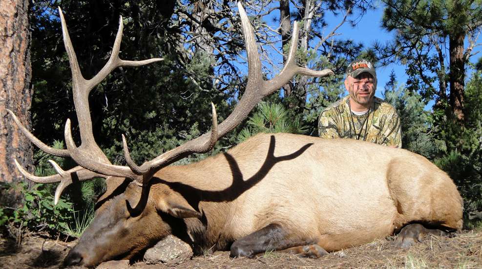 Massive Elk