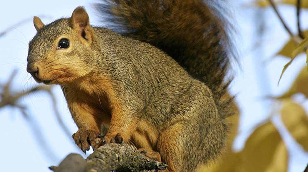 shake_stick_squirrels_f.jpg