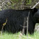 how-to-field-judge-bears.jpg