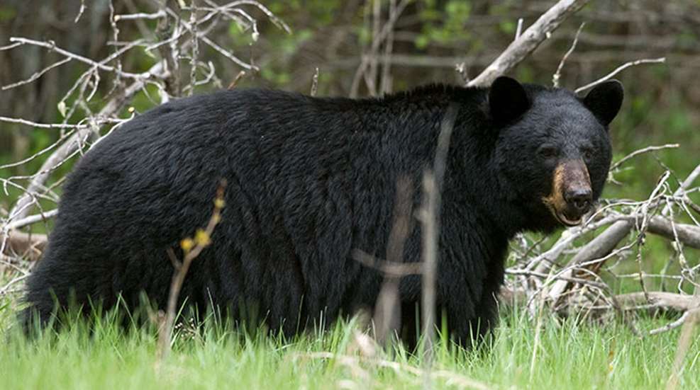 how-to-field-judge-bears.jpg